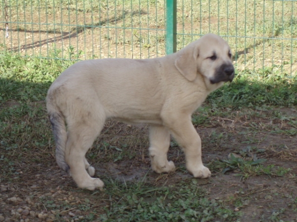 Tekila de Anaise
Keywords: puppyspain puppy cachorro anaise