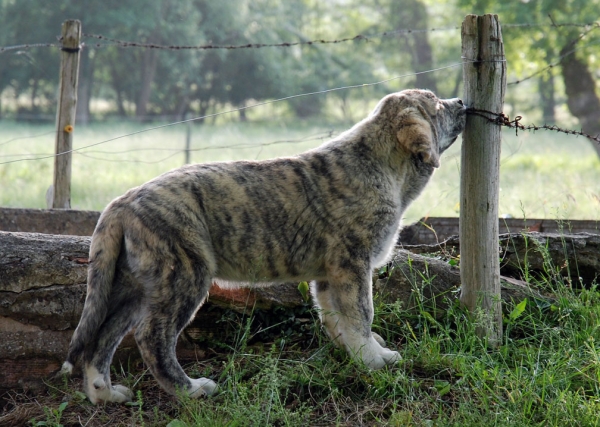 Los Montes Pravianos
Keywords: tigre,bimba,ariel,montes,pravianos,zeus