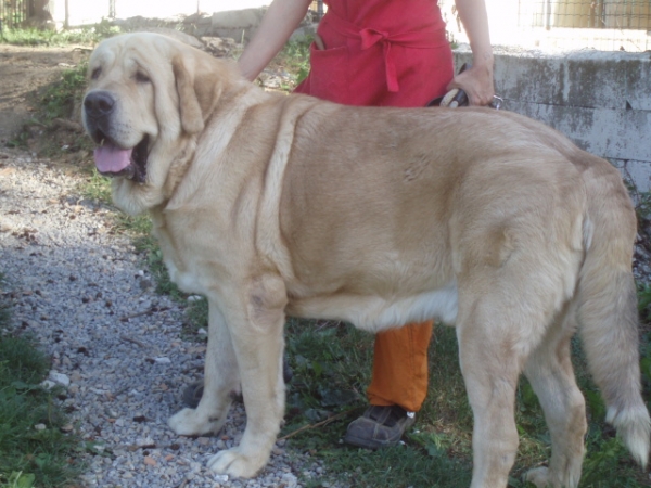 Titan del Dharmapuri, padre cachorros Anaise
Keywords: anaise