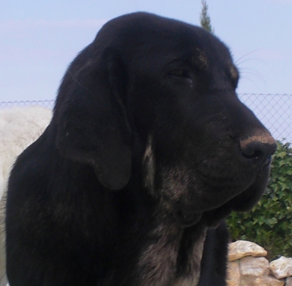 Tom de Anaise 7 meses
Keywords: anaise head portrait cabeza