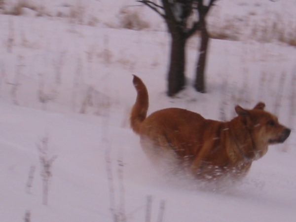 Historia Tornado Erben
Joy from snow
Keywords: snow nieve