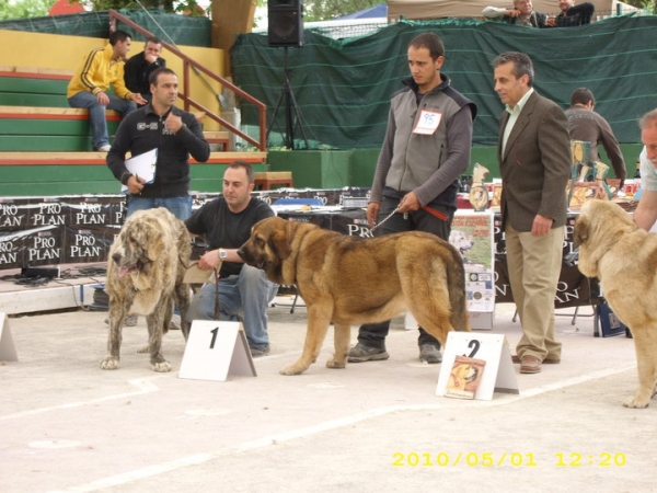 Tremaya de Fuente Mimbre Excelente 1ª Jovenes hembras en Loredo 2010
Keywords: 2010