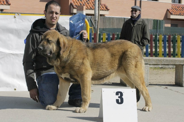 Tremaya de Fuentemimbre MB 3ª clase cachorros Viana de Cega
