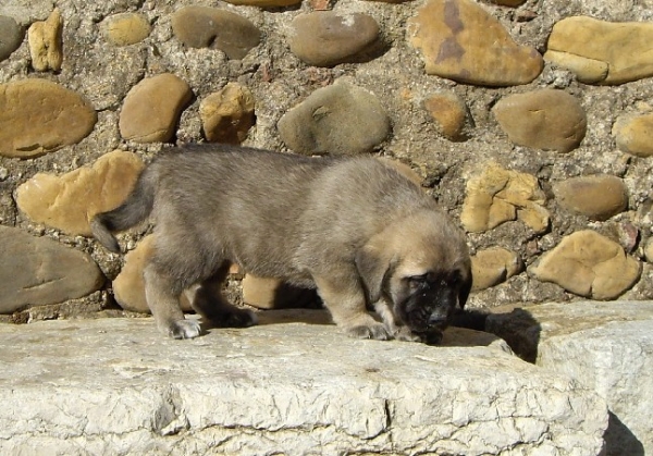 Triana del Molino de la Roma 30 dias
Terry x Babiana de Babia 
10.09.2007   

Keywords: puppyspain puppy cachorro