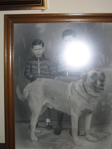 Trosky
Mastin español (imagen de 1935 aprox) propiedad de mi abuelo Domiciano Gutierrez. En la foto con mis tios Cesar Gutierrez y Balbino Gutierrez En Aguilar de Campoo (Palencia)
Keywords: 1935