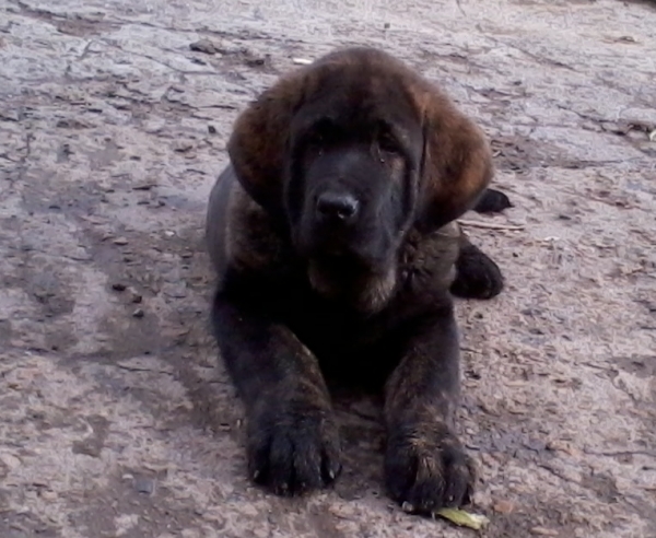 Cachorros de Babia
Turco de Torrestío
Keywords: babia