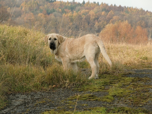 Vacceo de Fuente Mimbre 4,5 months
