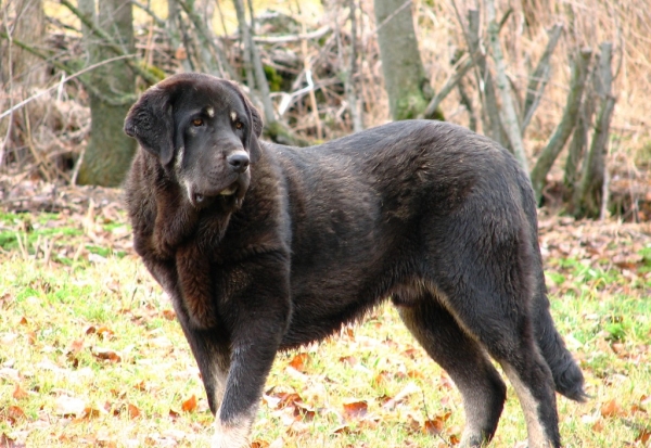 Valeron de Babia - 9 meses
(Salma de Babia X Tejo de Fuentemimbre)
Keywords: babia