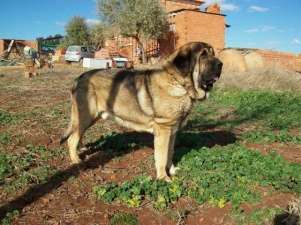 Varro del Molino de la Roma (Arnón de Babia x Losa de Anaise)
Padre de los cachorros
Keywords: montevizcayo