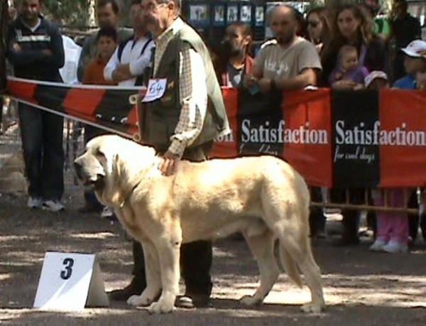 Odin de Fuente Mimbre con 17 meses
MONOGRAFICA DE VELEZ DE BENAUDALLA
Keywords: vulpeja pastrana