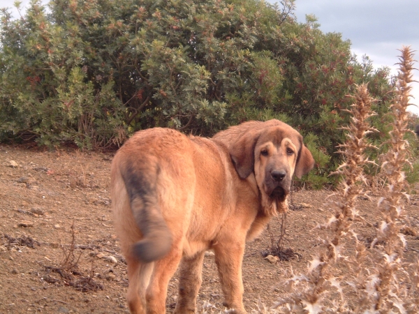 Wapa Dancá Cotufa - 6 meses
