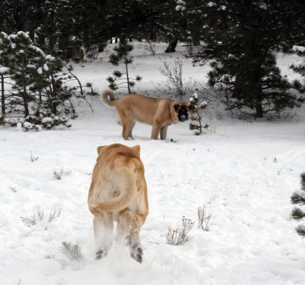 Wilkerson Pass - Romulo de Campollano (Leon) & Bandera de Campollano (Gitana)  
Keywords: snow nieve moreno