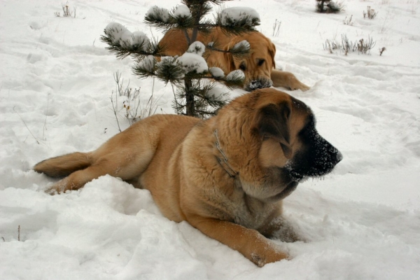 Bandera de Campollano 
The Snow 
The Snow
The Snow

love it
Keywords: moreno snow nieve