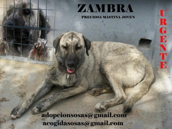 ADOPCION: Zambra preciosa mastina urge acogida , la sacrifican en perrera de Mairena Sevilla Spain
Preciosa perra mastina, por ser grande la sacrifican la han dejado en una de las peores perreras de España la de Mairena, necesita salir urgentemente, alguien que la pueda acoger de momento, contacto :
acogidasosas@gmail.com
adopcionsosas@gmail.com
vitarota@gmail.com
Keywords: ZAMBRA PRECIOSA MASTINA URGENTE ACOGIDA LA MATAN