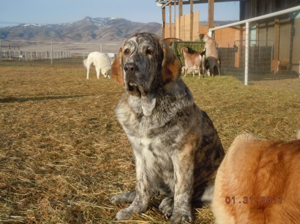 Zaca and her goats
Keywords: flock cincodeseosranch