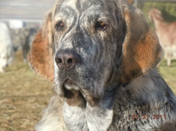 Zaca Tornado Erben
Guarding her goats in Nevada
Keywords: cincodeseosranch