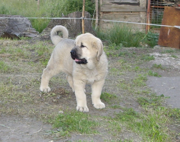 Zara del Molino de la Roma
Cooper X Babiana de Babia
Keywords: molino