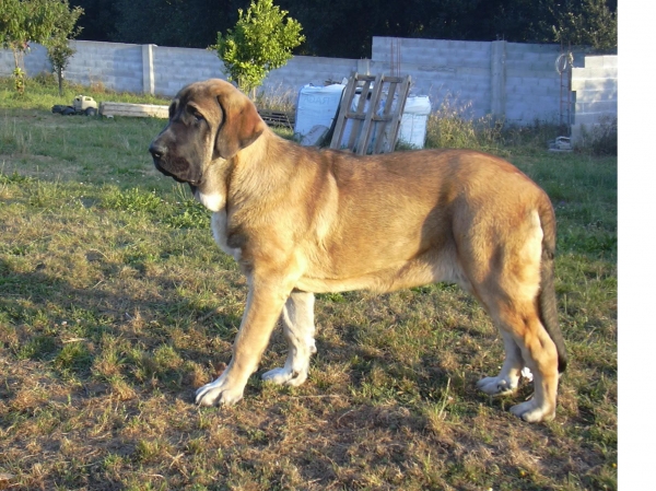 Zeltia de Basillon - a sus 6 meses y 10 días
Clase cachorro 
Keywords: mastines de Basillon