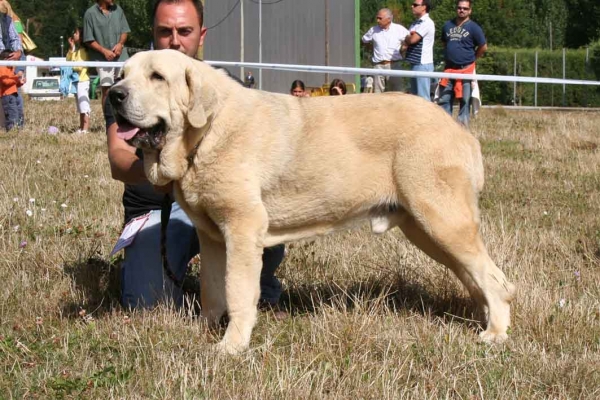 Zeus de Fuente Mimbre
16 meses
Keywords: pravianos