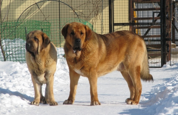 Neron de Filandon and Zhuzha Sinko Zemplina
Keywords: cortedemadrid