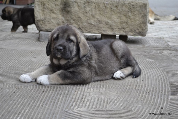 Abarth May Sabebe
puppies from kennel Sabebe born 8.5.2011
father: Andreas Samael x mother : Daphne z Polabskych blat
