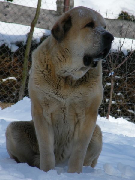 ICH.,Ch.CZ,SK,A,D,PL - SULTAN
Ordono x Princes de Vega de Albares
الكلمات الإستدلالية(لتسهيل البحث): sokol