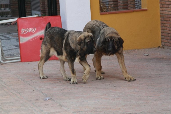 BACHATA Y BELLA DE LA GORGORACHA CON 7 MESES
Keywords: gorgoracha