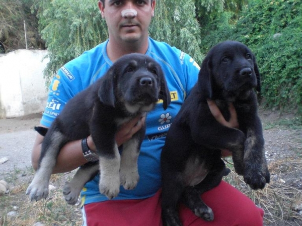 Altea y Asia de La Gorgoracha con 45 días
Keywords: puppyspain puppy cachorro gorgoracha