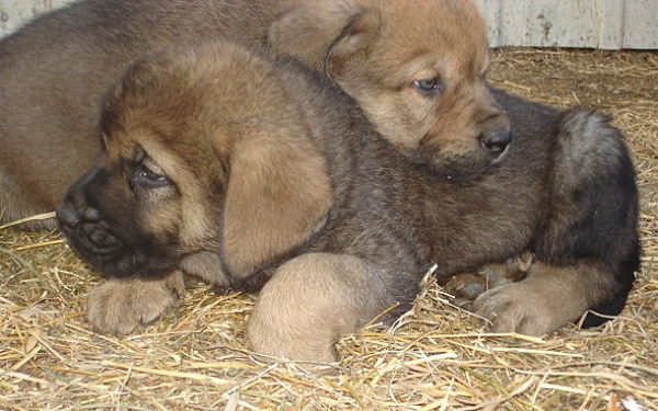 Amos & Arturo
Moses de Babia x Delilah Tornado Erben
07.02.2009

Keywords: jordan puppyusa