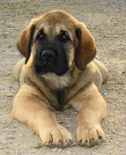 Amos 12 weeks
his father through and through!
Keywords: jordan puppyusa