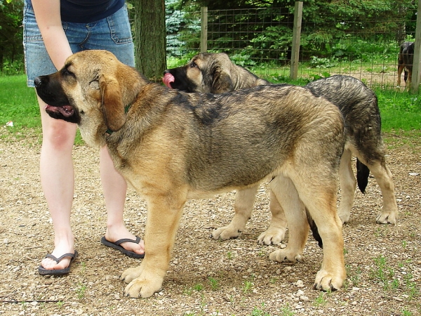 Amos - AKA "Bruiser"
Moses de Babia x Delilah Tornado Erben
07.02.2009
Keywords: puppyusa jordan