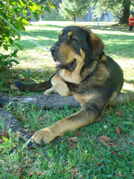 Apolo de Los Piscardos
Apolo con 13 meses.
Keywords: piscardos