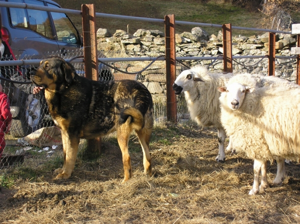 Apolo de Los Piscardos con 9 meses cuidando de las ovejas
Keywords: flock ganadero