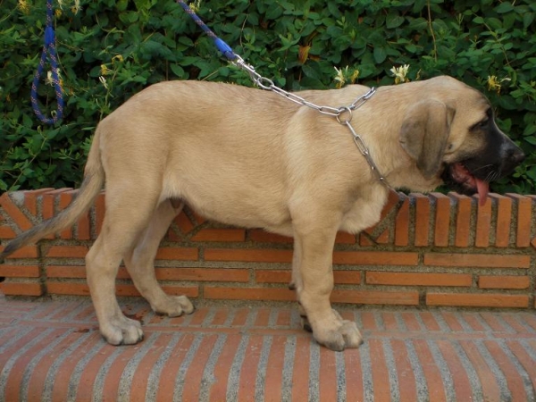 Arpon de La Gorgoracha
Keywords: puppyspain puppy cachorro gorgoracha