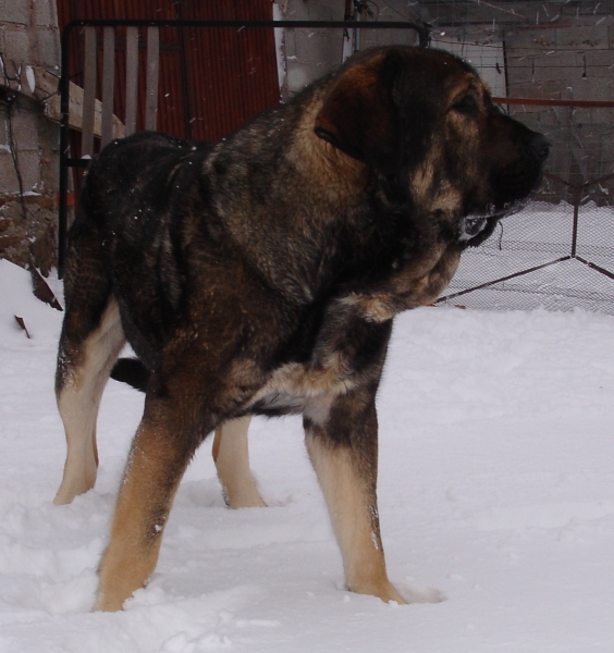 Aslan de Puerto Canencia 25 meses
Ch. Barco de Montes del Pardo X Loba de Los Piscardos
Keywords: canencia