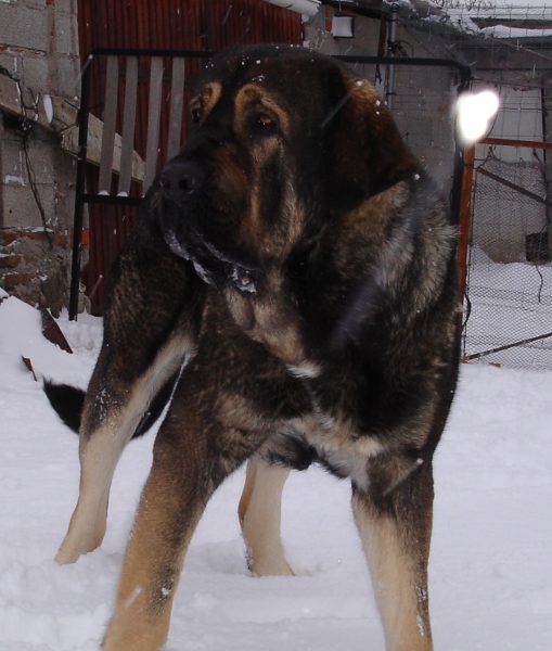 Aslan de Puerto Canencia 25 meses
Ch. Barco de Montes del Pardo X Loba de Los Piscardos
Keywords: canencia