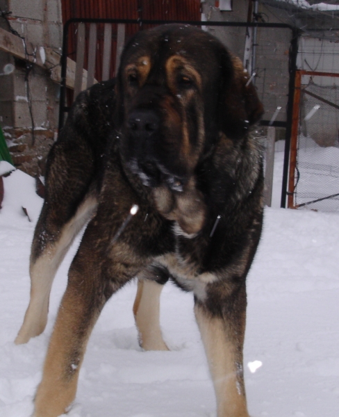 Aslan de Puerto Canencia 25 meses
Ch. Barco de Montes del Pardo X Loba de Los Piscardos
Keywords: canencia