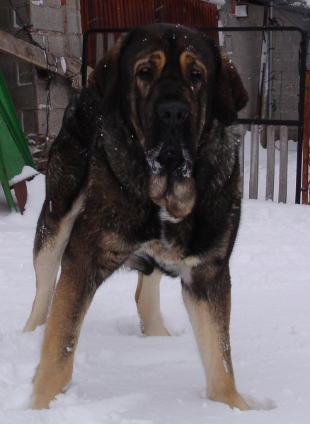 Aslan de Puerto Canencia 25 meses
Ch. Barco de Montes del Pardo X Loba de Los Piscardos
Keywords: canencia