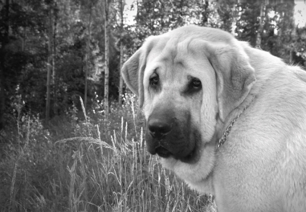 Trueno Bao La Madera (10 month)
International  show in Tervakoski
EXC 1, CC, BOB

Born: 26.10.2006


Keywords: catchbirds