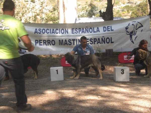 BACHATA DE LA GORGORACHA 1ª MUY CACHORROS HEMBRA Y BELLA DE LA GORGORACHA 3ª EN VELEZ DE BENAUDALLA 4 ABRIL 2009
                                                
Keywords: 2009 gorgoracha