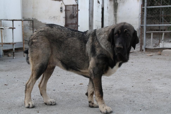 BACHATA DE LA GORGORACHA 
Keywords: puppyspain gorgoracha