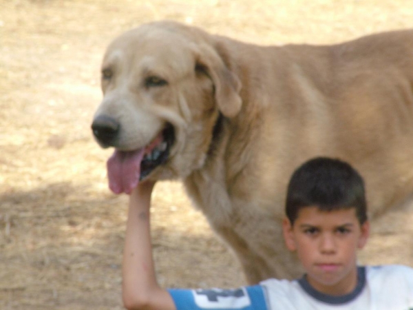 Bartolo
Bartolo, mastin leones de 4 años y medio. Desconozco los padres. 
Fabulosa estampa ( 91 cm hasta la cruz ) y gran cabeza.
Keywords: kids bartolo mastin perro conde extremeÃ±o leones leon caceres