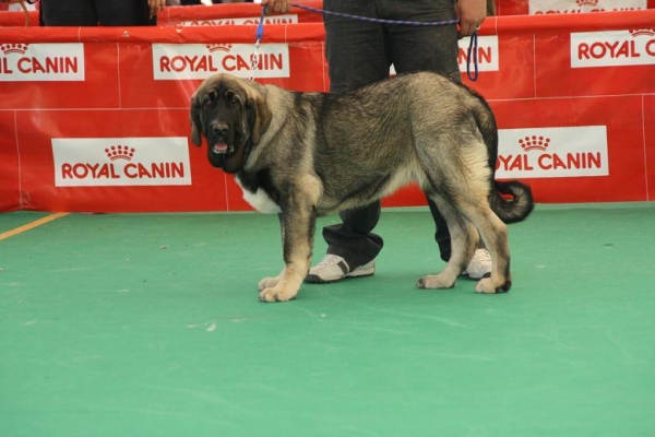 BACHATA DE LA GORGORACHA 2ª CACHORRA EN ARCHIDONA 2009
Keywords: 2009 gorgoracha