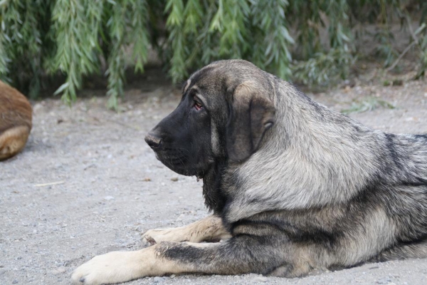 BACHATA DE LA GORGORACHA 
Keywords: puppyspain gorgoracha