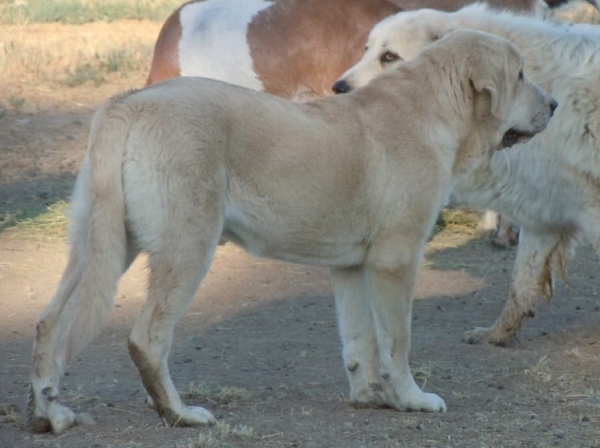 Bianca (Pastora)
Bianca (Pastora) 6 months old
From our B litter
Delilah z Karolewska x Logan Tornado Erben
Keywords: jordan