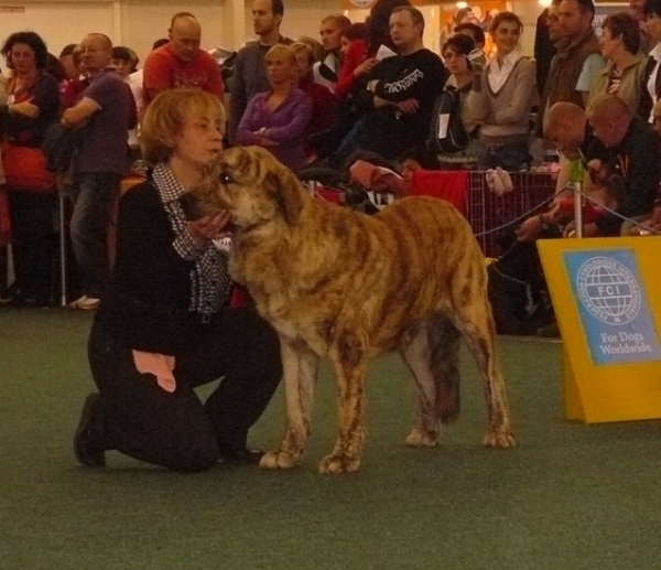 Bono s Madridskogo Dvora - World Dog Show 2009, Junior class
Keywords: 2009 cortedemadrid