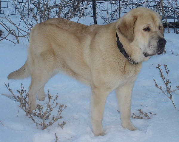 Brisa
Brisa at one year old
Keywords: snow nieve jordan