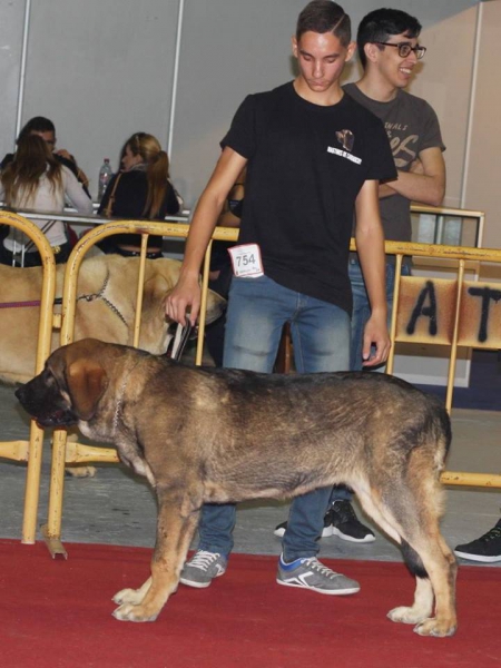 Brisa de Macicandu (Picaro de Albricias x Loba de Macicandu)
Brisa quedo MB 2 en cachorros hembras en la Exposición Nacional de Torre Pacheco.
Keywords: carrascoy