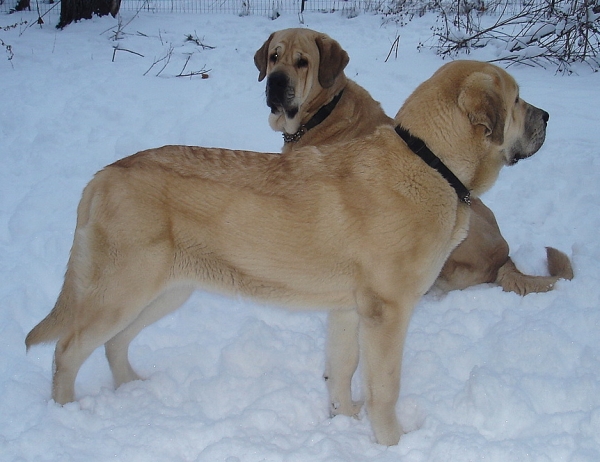 Brisa with her mother Delilah
10 months old 
Keywords: snow nieve jordan