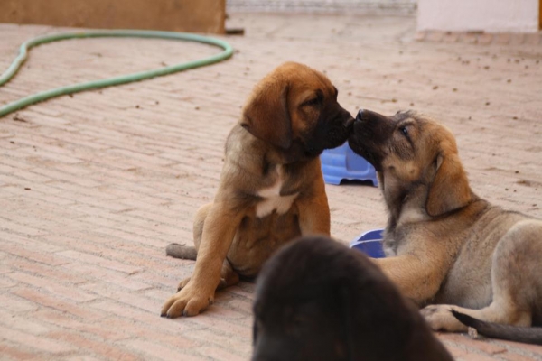 CACHORROS DE LA GORGORACHA
Keywords: gorgoracha